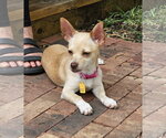 Small #13 Chiweenie