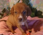 Puppy 6 Australian Shepherd-Vizsla Mix