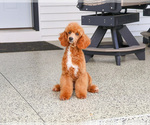 Small #11 Poodle (Miniature)