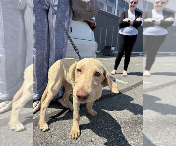 Medium Photo #2 Labrador Retriever-Unknown Mix Puppy For Sale in Brooklyn, NY, USA