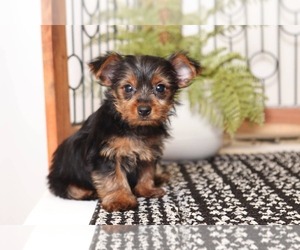 Yorkshire Terrier Puppy for sale in NAPLES, FL, USA