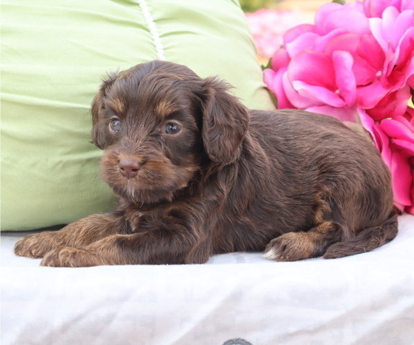 Medium Photo #3 Cavapoo Puppy For Sale in THORP, WI, USA