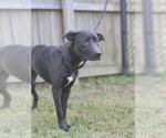 Small #6 Australian Kelpie