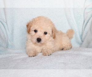 Bichpoo Puppy for sale in SHILOH, OH, USA