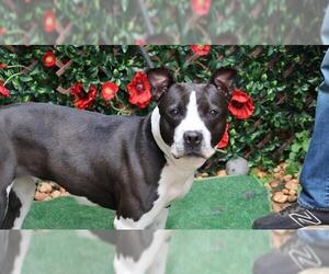 American Pit Bull Terrier Dogs for adoption in Charlotte, NC, USA