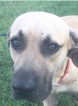 Small Photo #1 Black Mouth Cur Puppy For Sale in ANGLETON, TX, USA