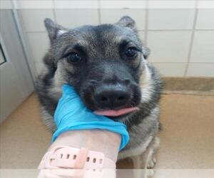 Norwegian Elkhound Dogs for adoption in Derwood, MD, USA