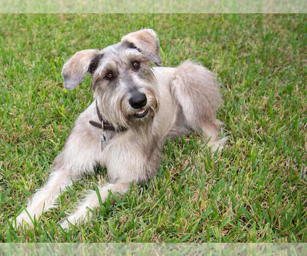 Medium Photo #4 Schnauzer (Giant) Puppy For Sale in SAINT CLOUD, FL, USA