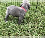 Small Photo #29 Cane Corso Puppy For Sale in ROYAL PALM BEACH, FL, USA