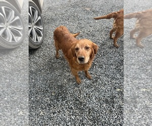 Mother of the Golden Retriever puppies born on 01/27/2026