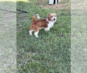 Mutt Dogs for adoption in Staley, NC, USA