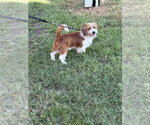 Nevada - Male Mutt Dog for Adoption - Small photo