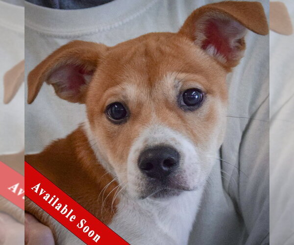 Medium Photo #1 Jack-Rat Terrier Puppy For Sale in Huntley, IL, USA