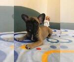 Small Photo #20 French Bulldog Puppy For Sale in BAY VIEW, WI, USA