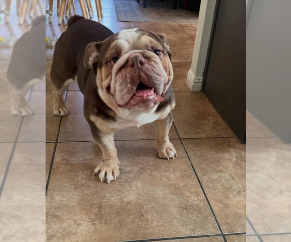 Medium Photo #1 Bulldog Puppy For Sale in Las Vegas, NV, USA