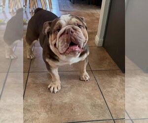 Bulldog Dogs for adoption in Las Vegas, NV, USA