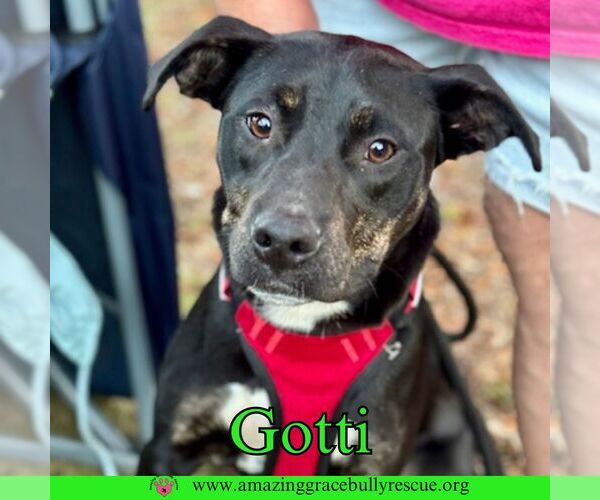 Medium Photo #11 Rottweiler-American Pit Bull Terrier Puppy For Sale in Pensacola, FL, USA