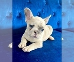 Small Photo #27 French Bulldog Puppy For Sale in KANSAS CITY, MO, USA
