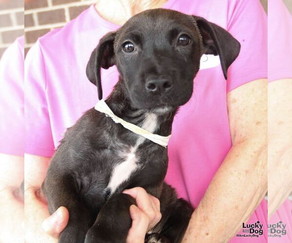 Medium Photo #4 Dachshund-Retriever  Mix Puppy For Sale in Washington, DC, USA