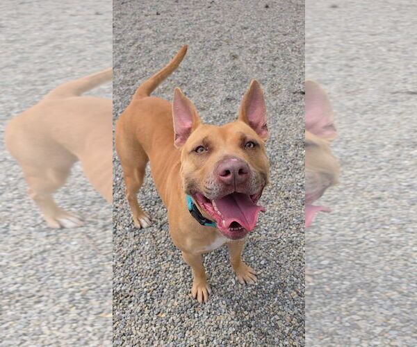 Medium Photo #2 Carolina Dog-Pharaoh Hound Mix Puppy For Sale in Rockaway, NJ, USA