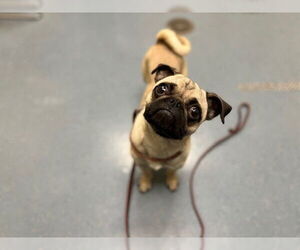 Pug Dogs for adoption in Denver, CO, USA