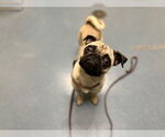 Small Pug