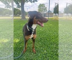 Small #2 Doberman Pinscher Mix
