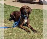 Small #3 Plott Hound Mix