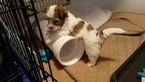 Small Photo #1 Havanese Puppy For Sale in MILWAUKEE, WI, USA