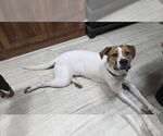 Small #2 American Bulldog-Pointer Mix
