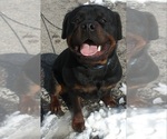 Small Photo #1 Rottweiler Puppy For Sale in AURORA, CO, USA