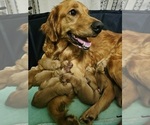 Small #9 Golden Retriever