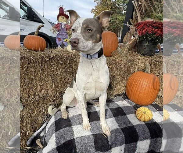 Medium Photo #1 Mutt Puppy For Sale in Bridgewater, NJ, USA