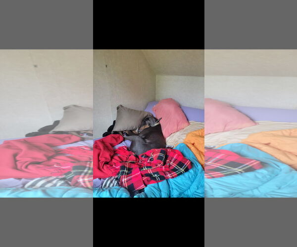 Medium Photo #4 Doberman Pinscher Puppy For Sale in Buffalo, MN, USA