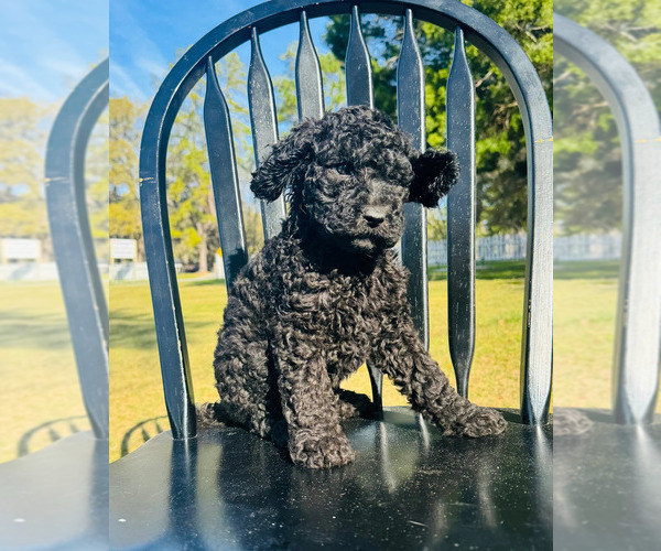 Medium Photo #2 Poodle (Standard) Puppy For Sale in OCALA, FL, USA