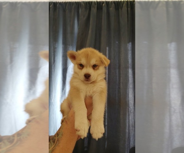 Medium Photo #3 Siberian Husky Puppy For Sale in ROSWELL, NM, USA