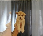 Small #2 Siberian Husky