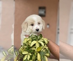 Small Photo #3 Goldendoodle Puppy For Sale in TAMPA, FL, USA