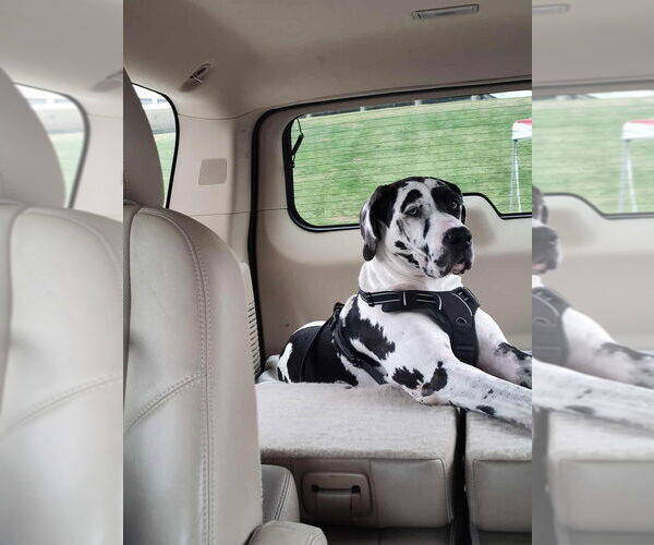 Medium Photo #2 Great Dane Puppy For Sale in Bullard, TX, USA