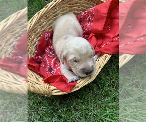 Medium Photo #8 Golden Retriever Puppy For Sale in BEAVERCREEK TOWNSHIP, OH, USA