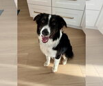 Small Australian Shepherd
