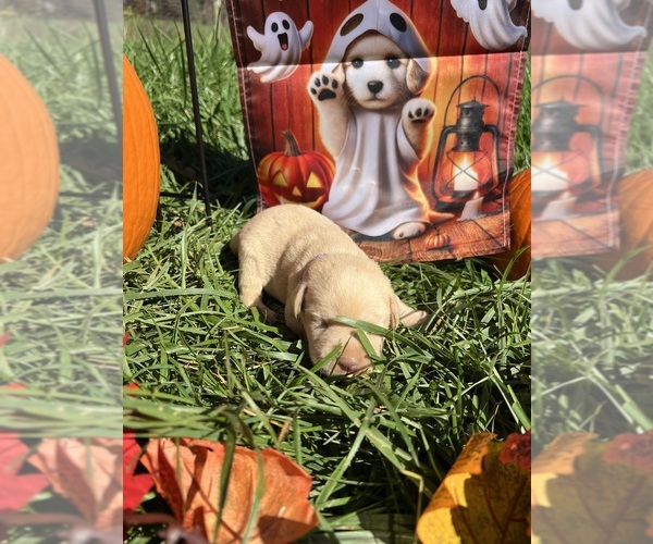 Medium Photo #7 Labrador Retriever Puppy For Sale in NEOLA, WV, USA