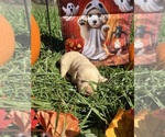 Small #6 Labrador Retriever