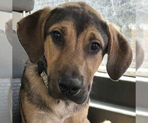 German Shepherd Dog-Unknown Mix Dogs for adoption in Canton, CT, USA