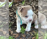 Small Photo #18 Boston Terrier Puppy For Sale in LOXAHATCHEE, FL, USA