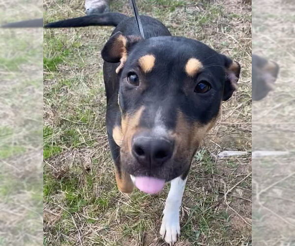Medium Photo #5 Catahoula Leopard Dog-Mountain Cur Mix Puppy For Sale in Ridgefield, CT, USA