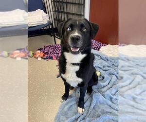 Labsky Dogs for adoption in Fort Wayne, IN, USA