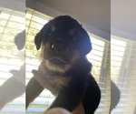 Small Photo #6 Rottweiler Puppy For Sale in PONTE VEDRA, FL, USA