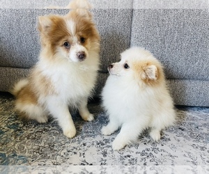 Pomeranian Puppy for Sale in CHESTERFIELD, Michigan USA