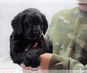 Labradoodle-Poodle (Miniature) Mix Puppy for sale in FREDERICKSBG, OH, USA
